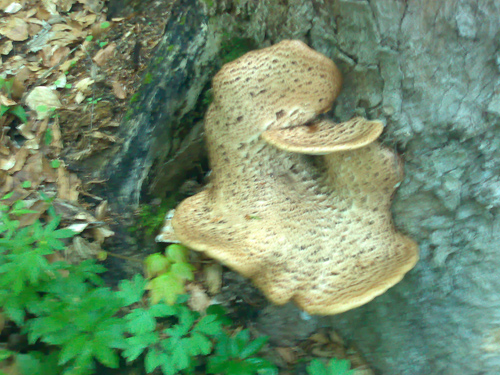 Ciuperca uriasa (C) eMM.ro